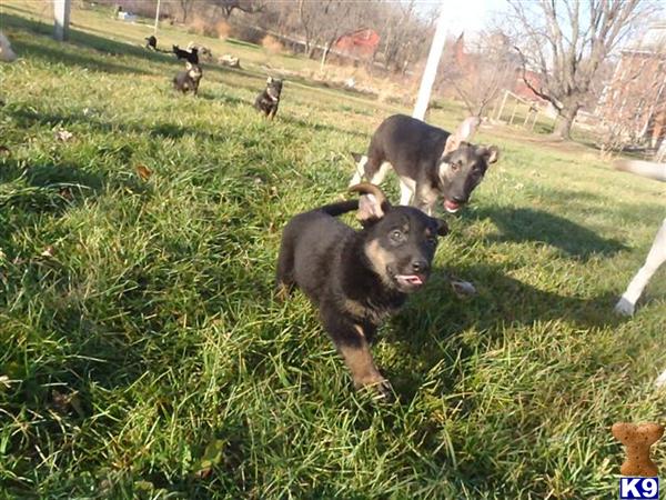 german shepherd puppy posted by Rick Swenson